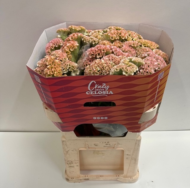 Celosia act haute couture.jpg